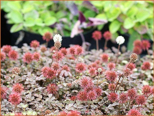 A01 . Acaena microphylla 'Kupferteppich'