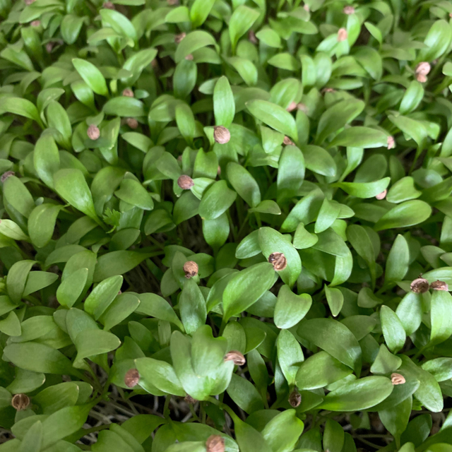 Coriander Micro Herbs