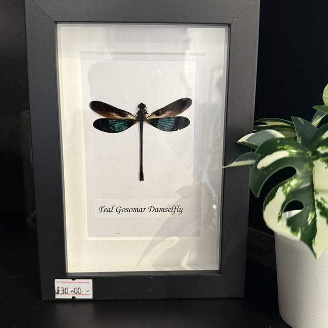 Teal Gosomar Damselfly