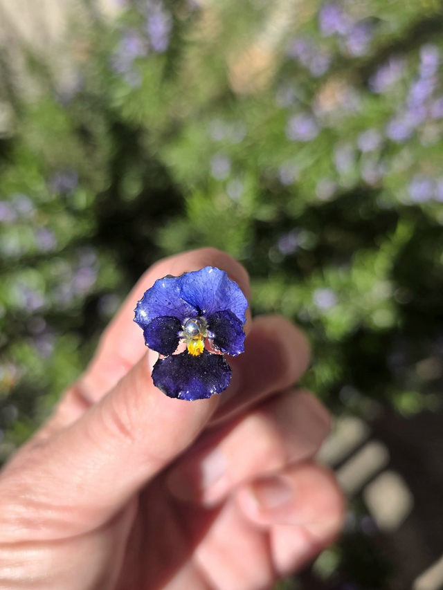 Pensée Puces d'oreilles