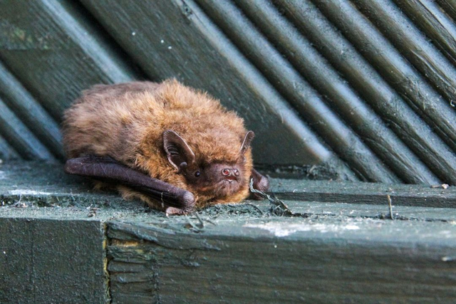 Gîte à chauve-souris 🦇