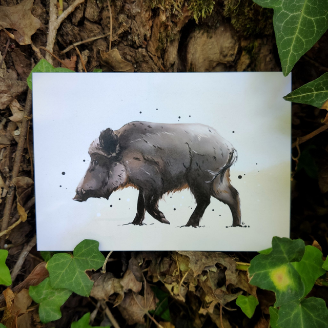 Illustration SANGLIER - format A6