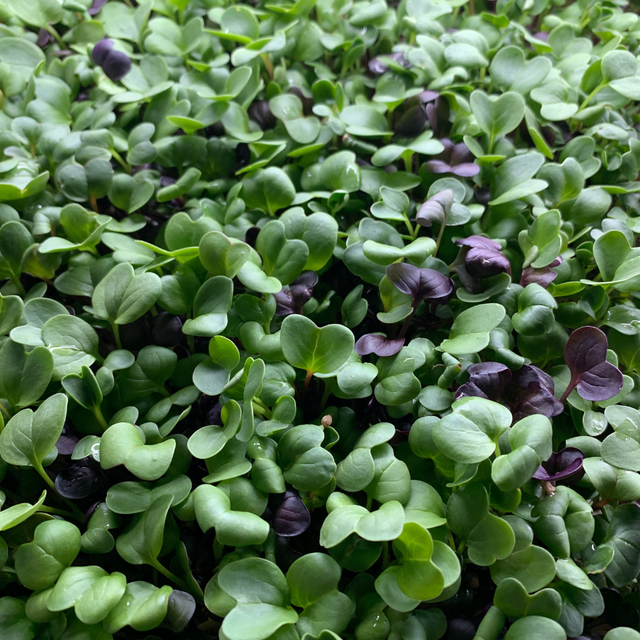 Radish Microgreens