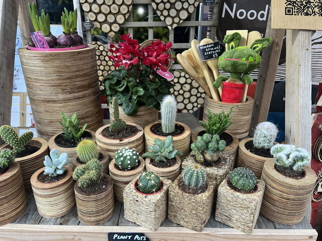 Cactus - from £10