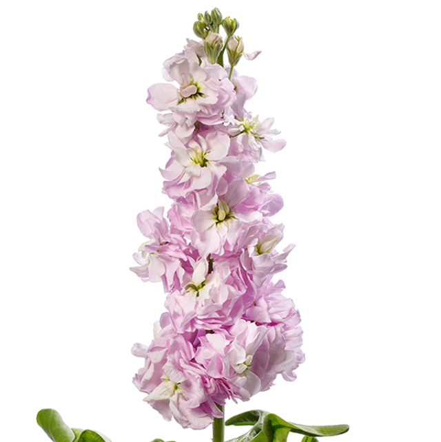 Matthiola Spray Roze 