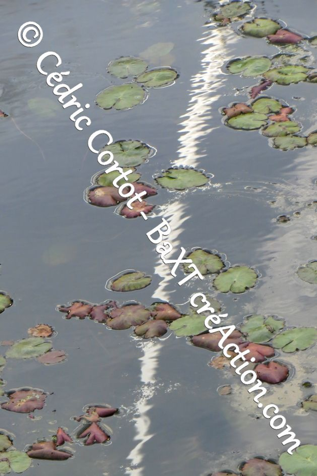 Impression sur alu dibond - Reflets et cours d'Eau (ref 5539)