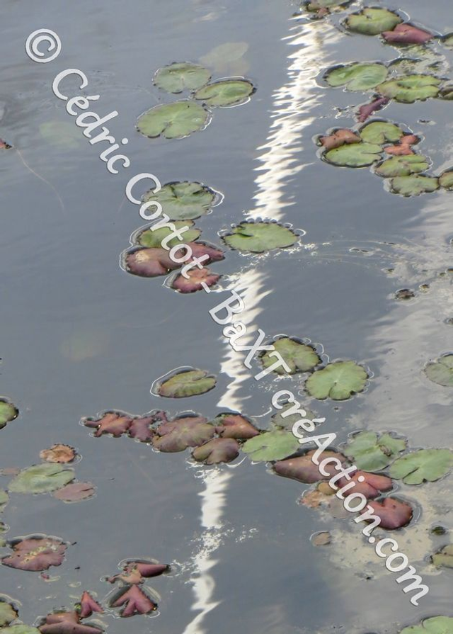 Carte postale - Reflets et cours d'Eau (Ref IMG_5539)