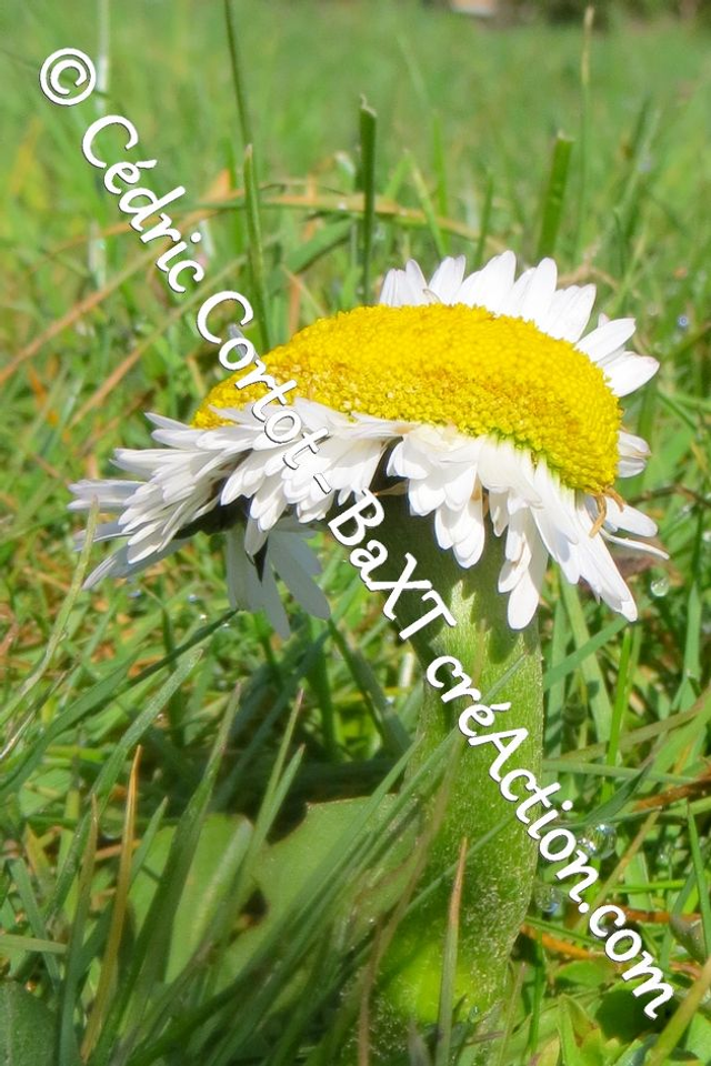 Impression sur alu dibond - Paysages et divers (ref 8679)