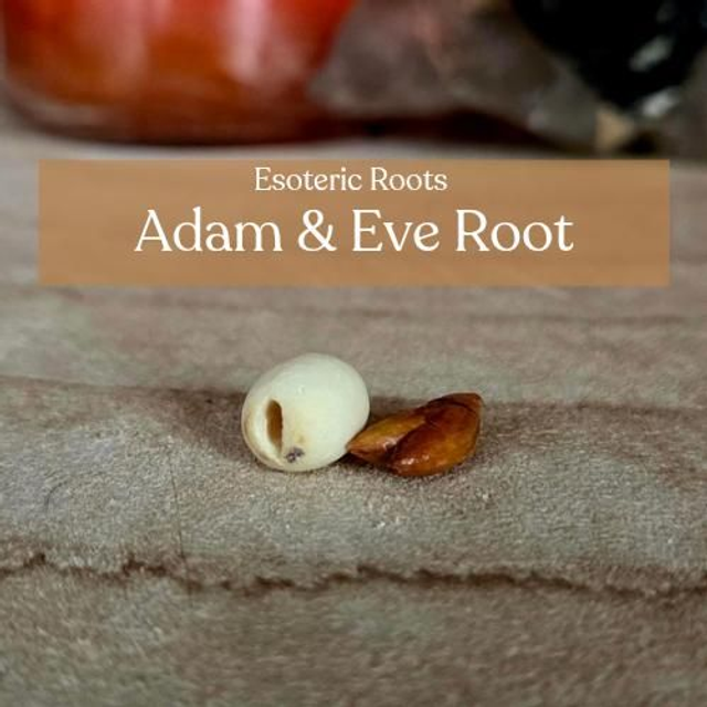 Adam &amp; Eve Root Pair | Folk Magic Love Charms