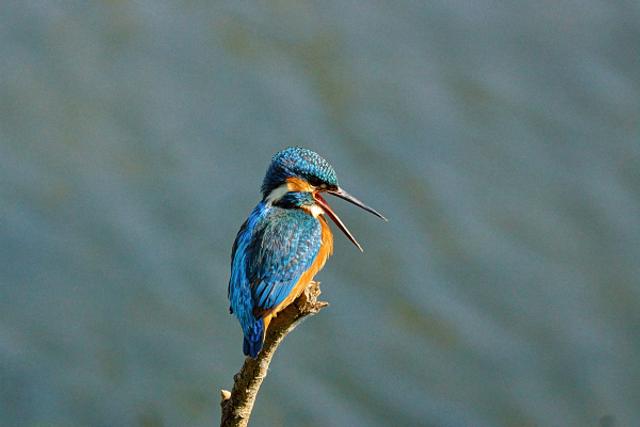 Martin pecheur bec ouvert
