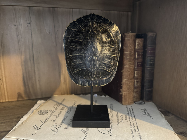 Carapace de tortue TRACHEMYS SCRIPTA sur socle