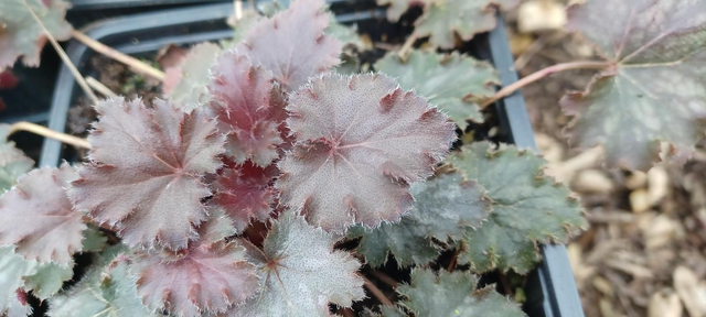Heuchera purple leaf
