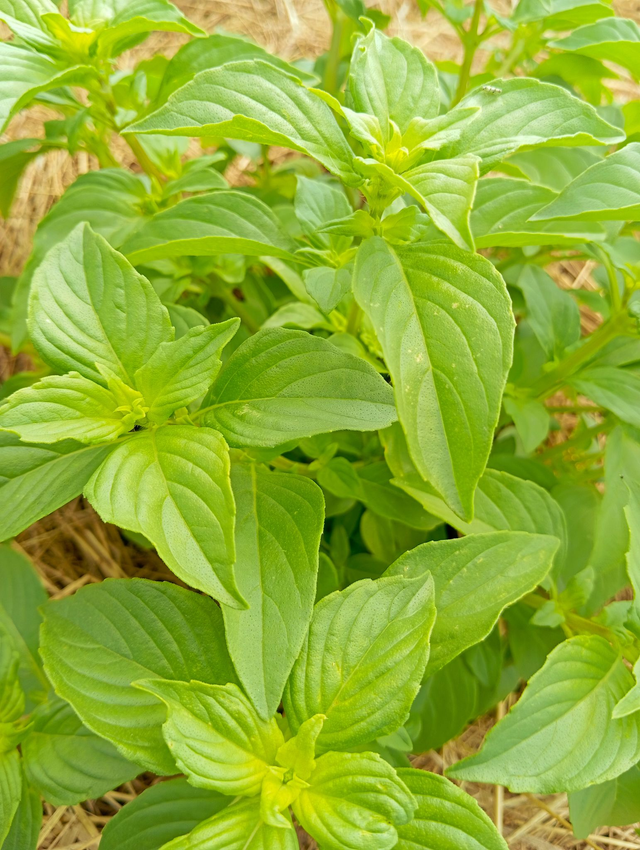 Trio de Basilics - bio 25g