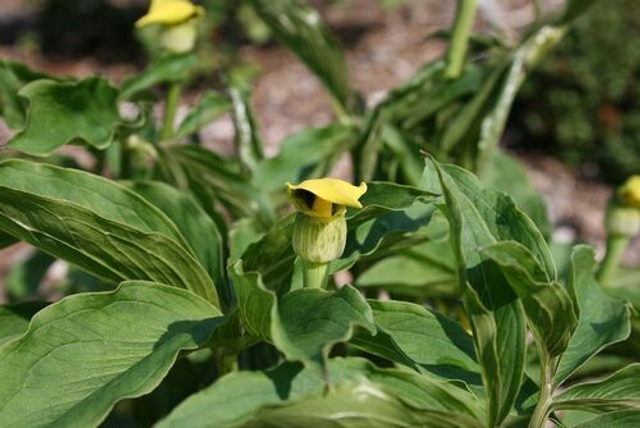 Arisaema flavum- Yellow Cobra Lilly P9 (0.5 litre)