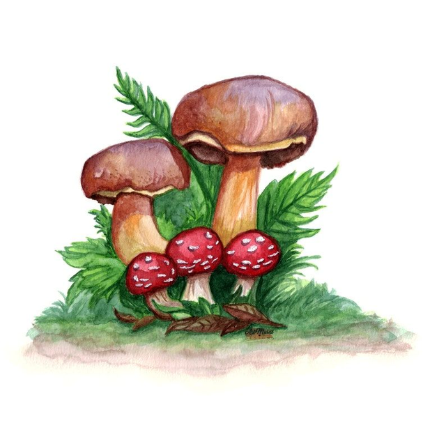 Aquarelle Bolets 🍄 | Tableau Écologique &amp; Toile Carrée – Art Nature 🌿🖼️