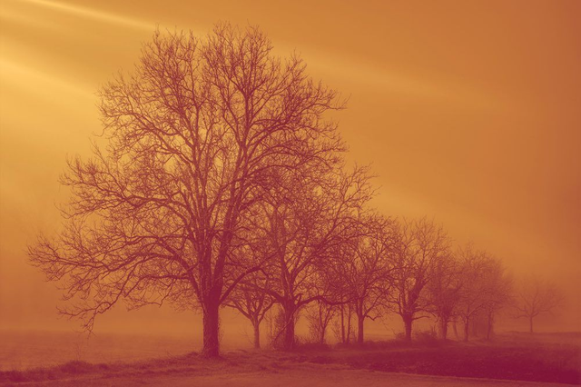 Le brouillard est la coquetterie du soleil