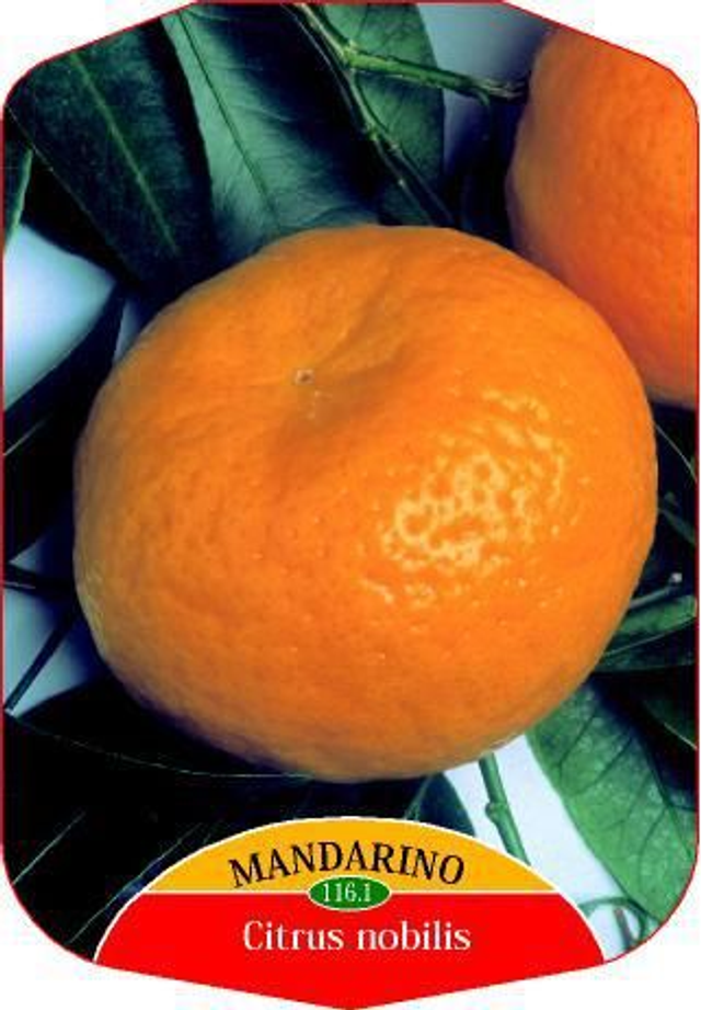 N44 . Mandarino tardivo 'Marzolo di Sicilia' in vaso 28