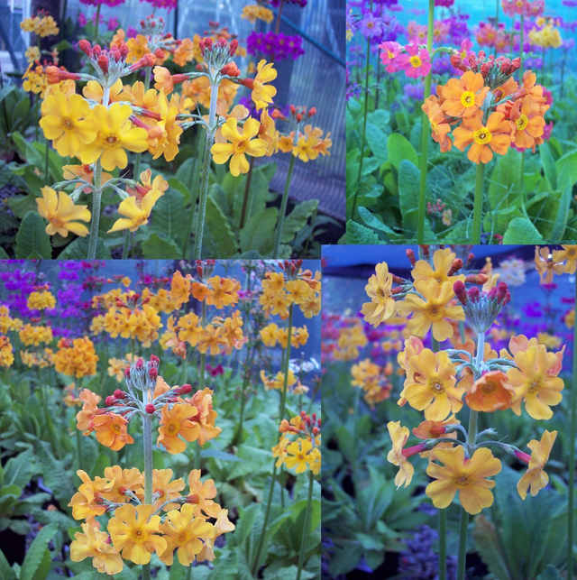 4 X plants Primula bulleyana, Bulley&#039;s primrose