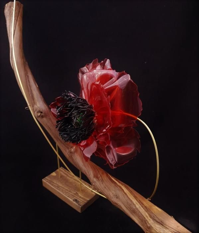 Coquelicot dansant au cœur de vinyle