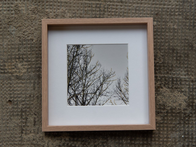 Arbres dorés - 12x12