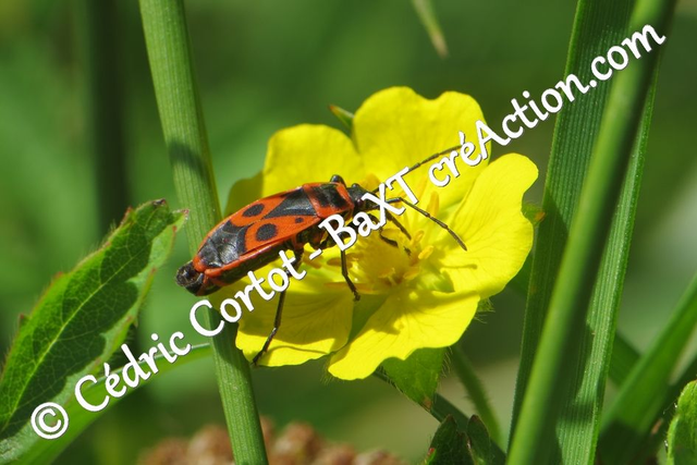 Impression sur alu dibond - Le petit monde du Vivant (ref 5741)