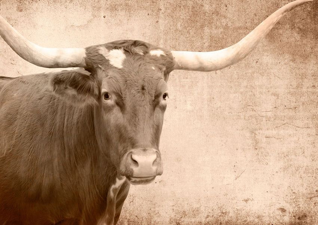 Texas Longhorn