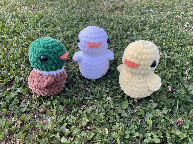 Canards 🦆🐥🪿