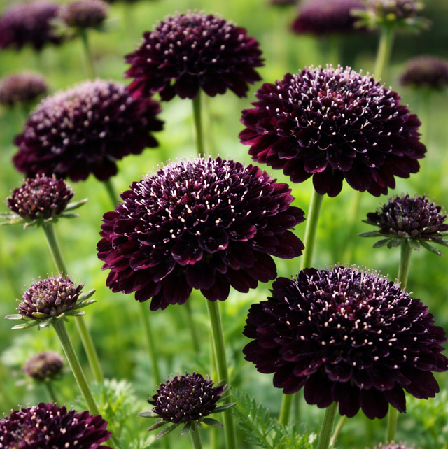 Scabiosa atropurpurea ‘Black Knight’ 6pck