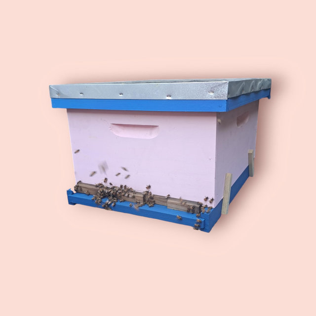 NUCLEO CAMARA DE CRIA