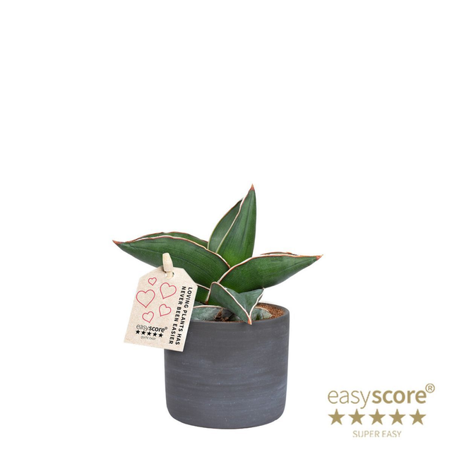 C18 . Sansevieria ehrenbergii 'Samurai'