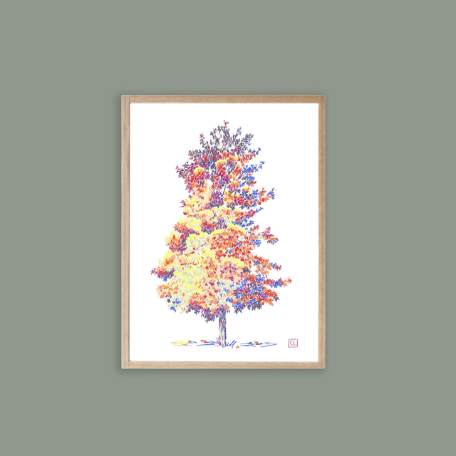 Petit encadré - Liquidambar