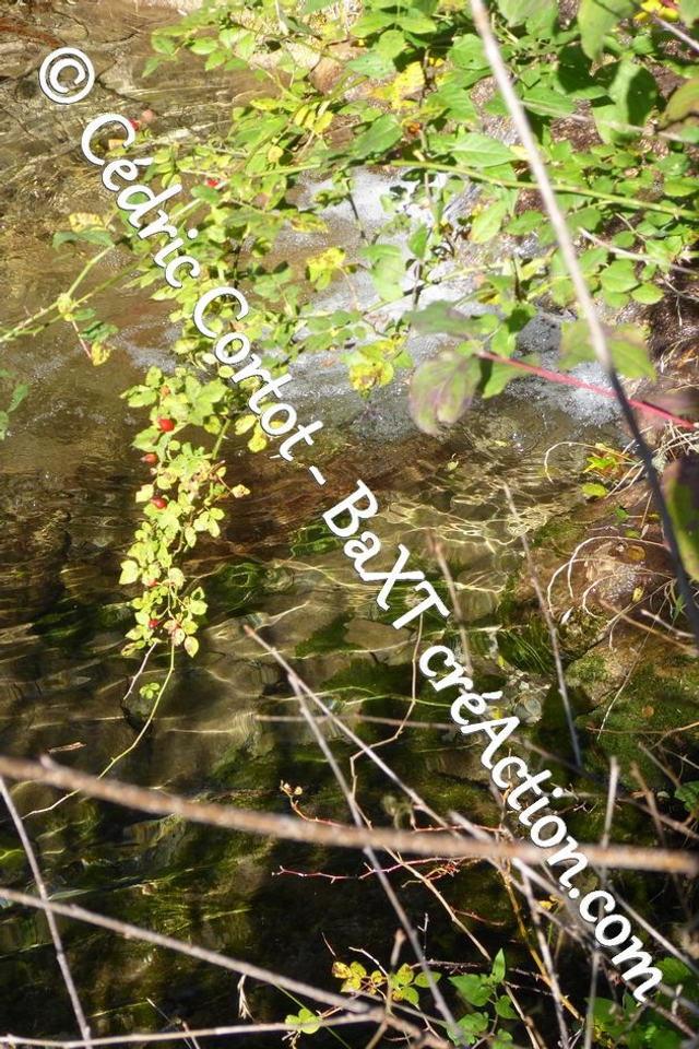 Impression sur alu dibond - Reflets et cours d'Eau (ref P1190396)