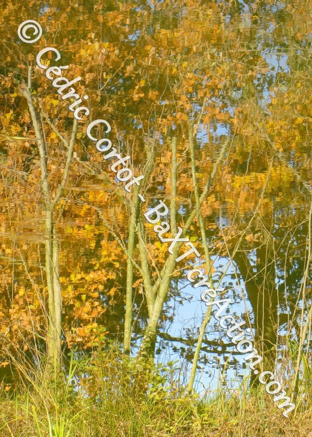 Carte postale - Reflets et cours d'Eau (Ref IMG_8839)