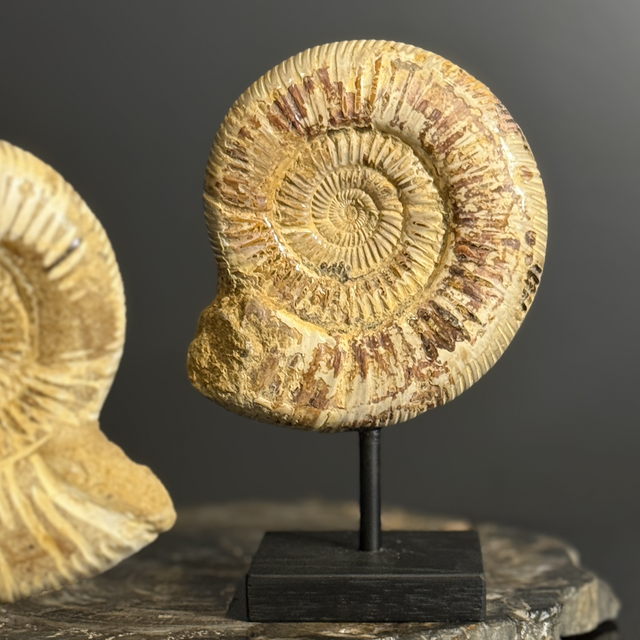 Ammonite sur socle, Kranosphinctes 002