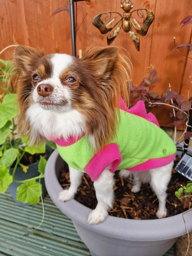 Handmade Dino fleece