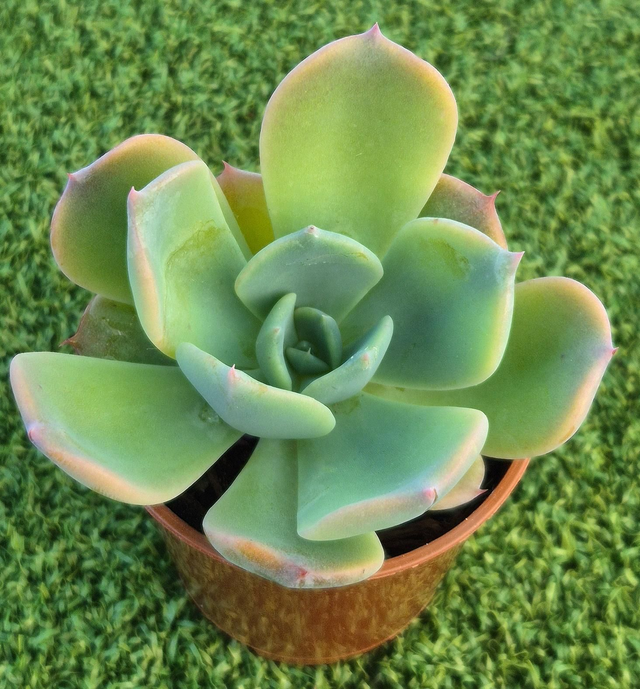 Echeveria 'Saphire Glow' (New)