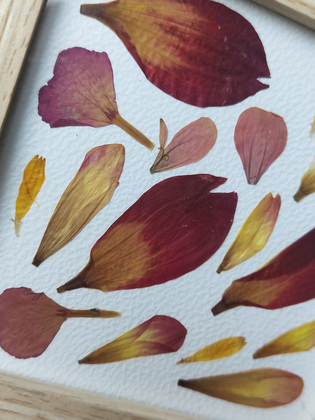 Herbier de fleurs pressées