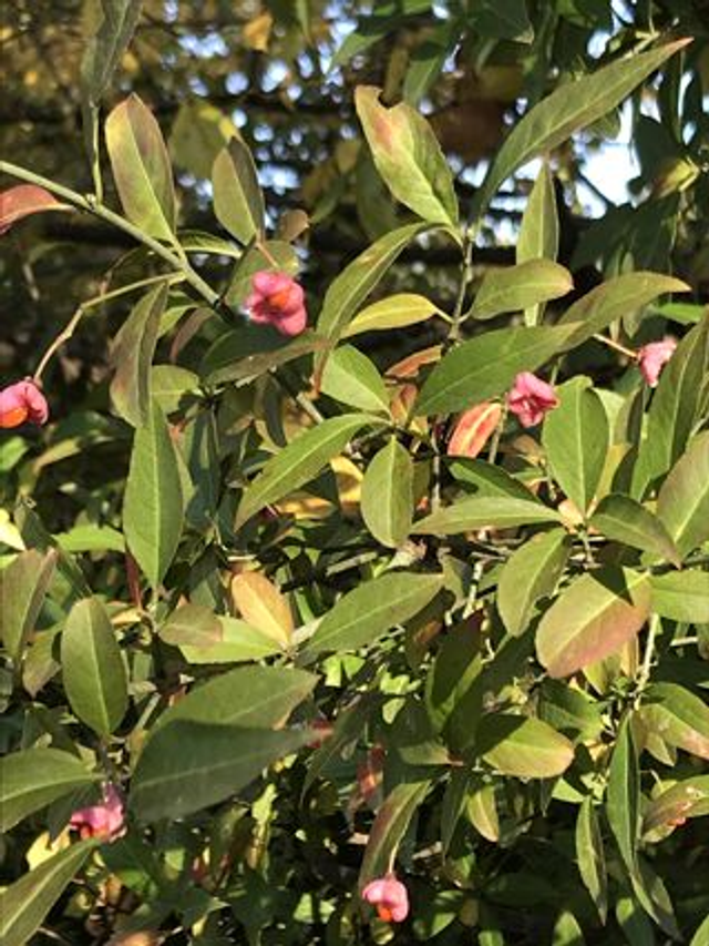 Fusain d'Europe (Euonymus europaeus) - Végétal local