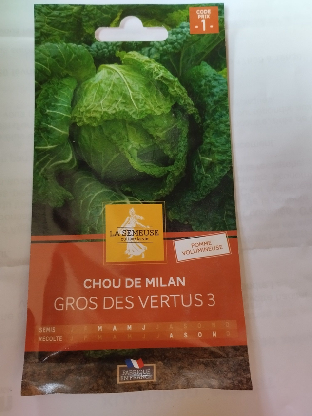 Chou de Milan gros des vertus 3