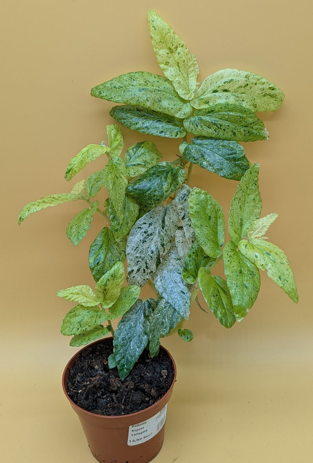 Pellionia repens variegata