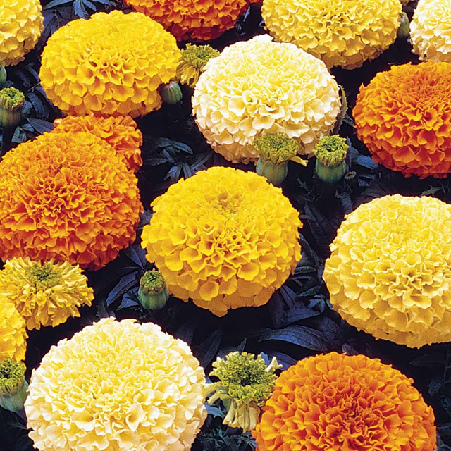 Marigold African - Americal Marvel Mixed: 6 Plants (Ref: P)