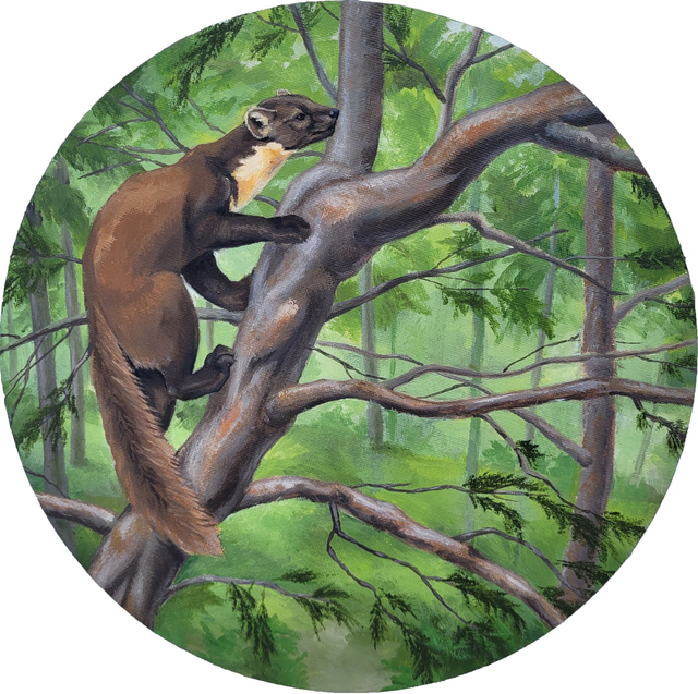 Pine Marten