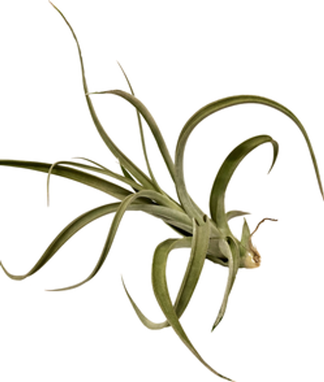 Tillandsia elizabethae