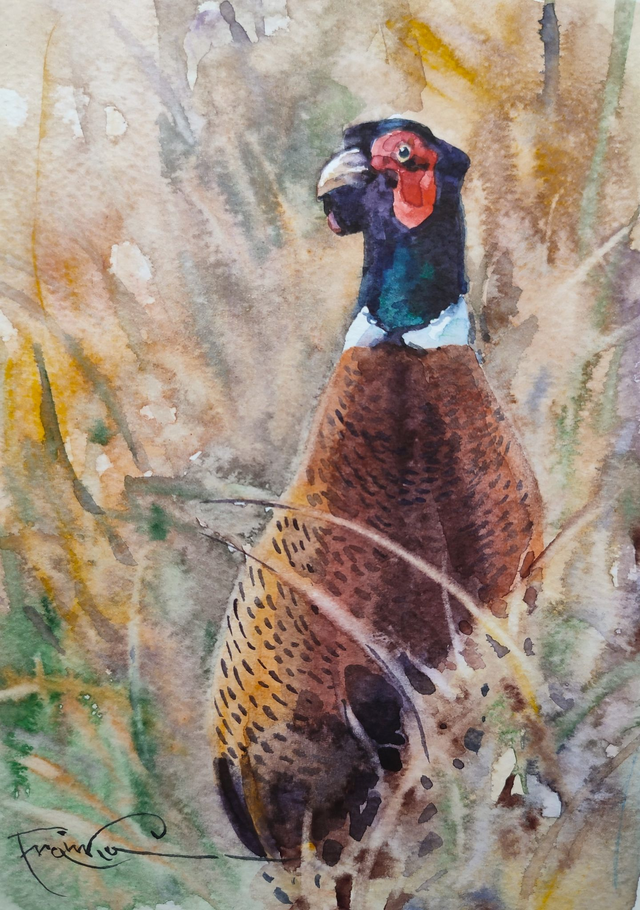 Bażant, 30x24 (21x15 w świetle passe-partout) akwarela