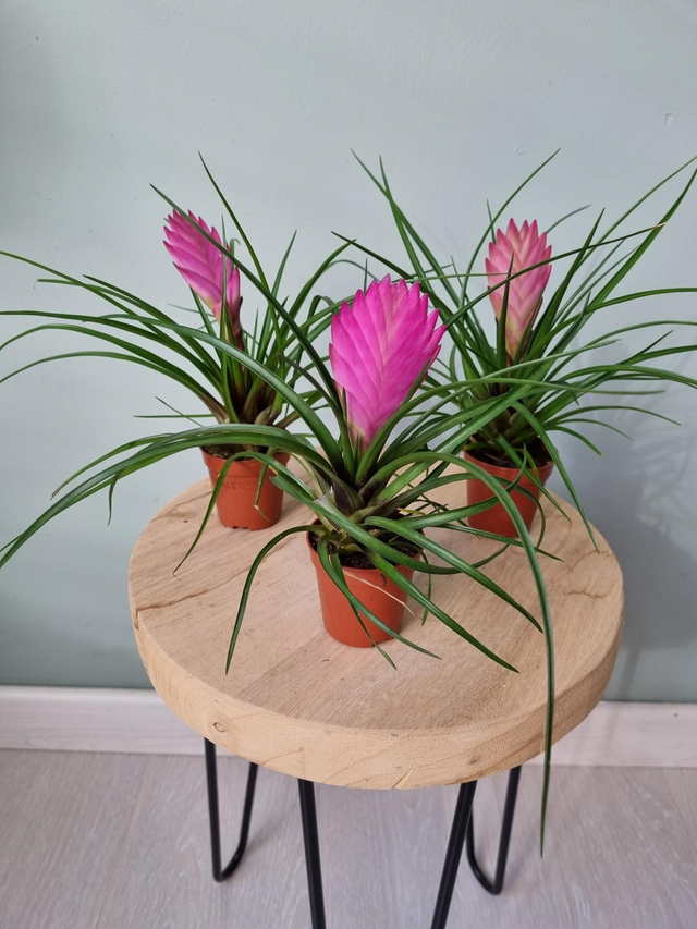 Wallisia (Tillandsia) cyanea