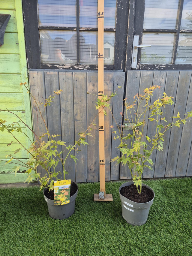 Erable orange dream pot 5L