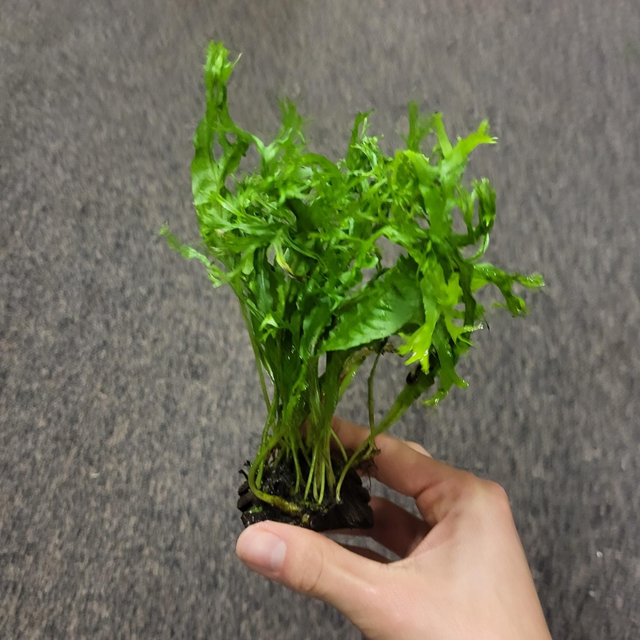 Microsorum op kokos bruggetje 5413953065708