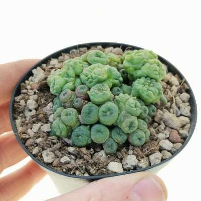 D67 . Mammillaria elongata f. mostruosa in vaso 10