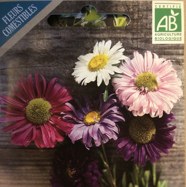 Reine Marguerite à Fleurs Simples Couleurs Variées AB - Callistephus Chinensis