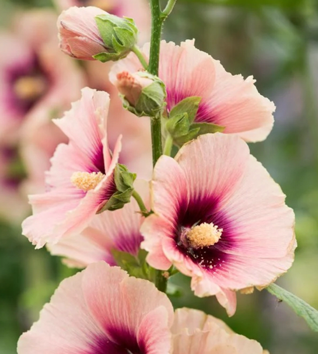 Hollyhock Halo Apricot